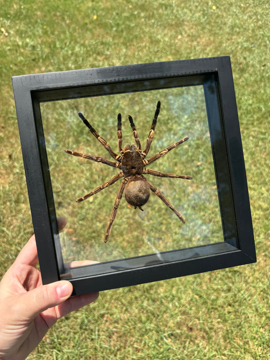 Lasiodorides Striatus Glass Frame