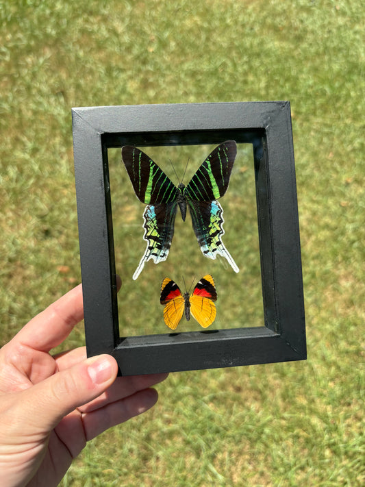 2 Piece Framed Butterfly